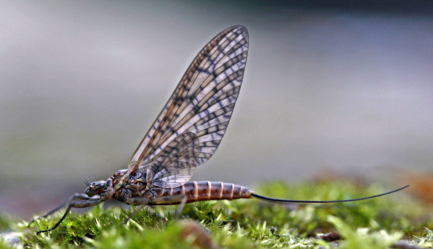 A female March Brown dun, specimen collected from Bangor Teifi, April 2nd, 2011, photographed by Colin Chapman 