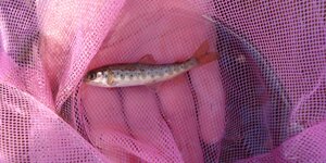 Will these juvenile fish be able to find food in our rivers in the future 