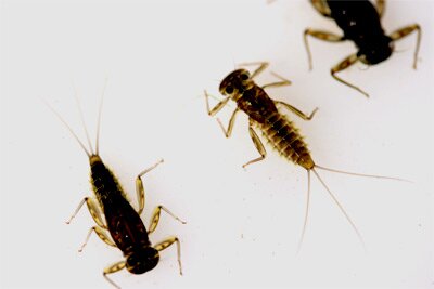 March Brown nymphs from the Teifi at Allt Y Bwla
