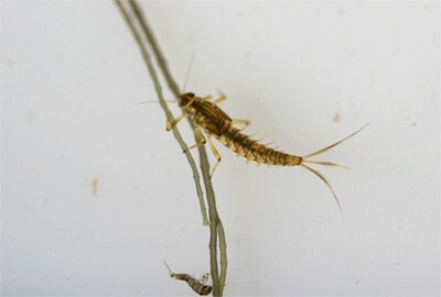Olive nymph, Teifi
